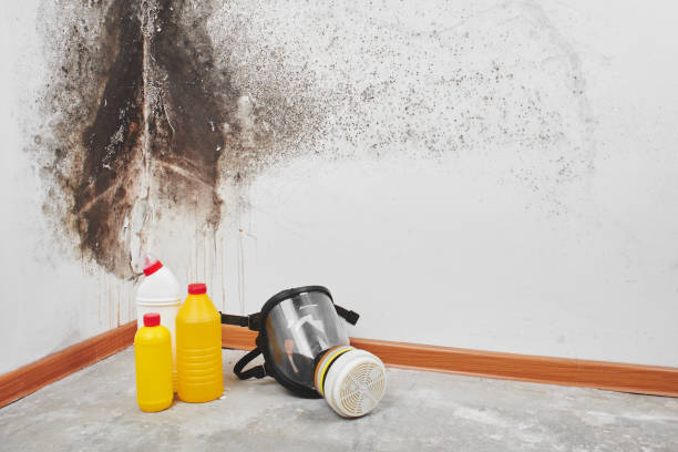 Best Attic Mold Removal  in Liberty, KY