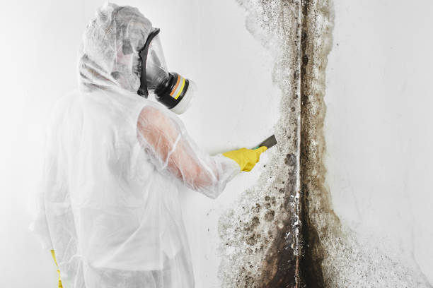 Mold Removal Process in Liberty, KY