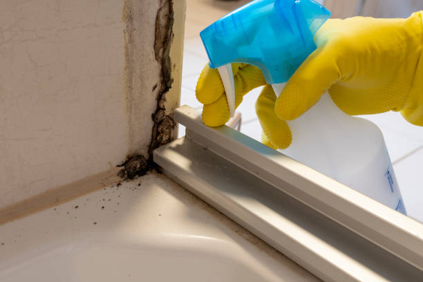 Best Mold Removal Process  in Liberty, KY