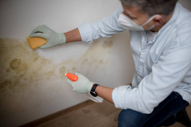 Best Mold Testing and Removal  in Liberty, KY