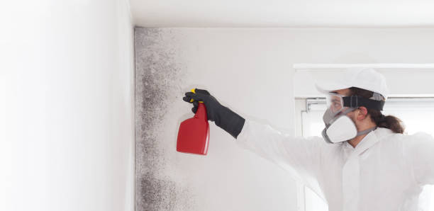 Best Mold Cleaning Services  in Liberty, KY