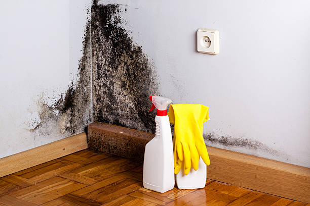 Mold Testing and Removal in Liberty, KY