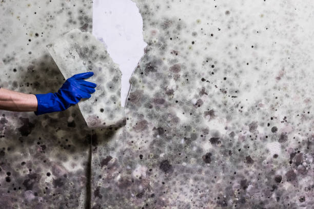 Certified Mold Removal in Liberty, KY