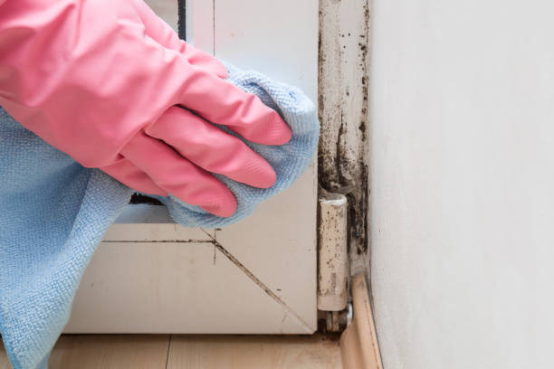 Best Office Mold Removal Services  in Liberty, KY