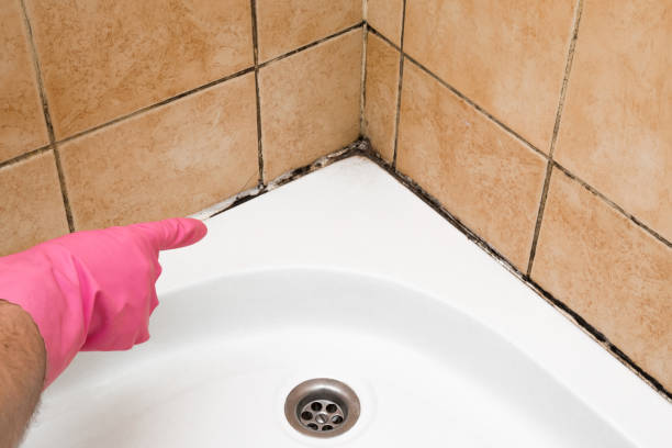 Best Local Mold Removal Service  in Liberty, KY