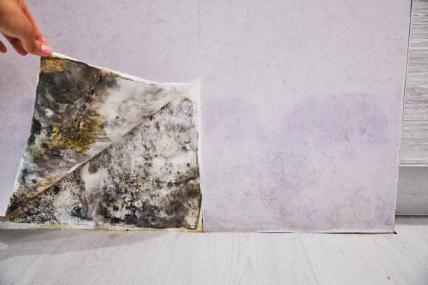 Best Mold Removal Near Me  in Liberty, KY